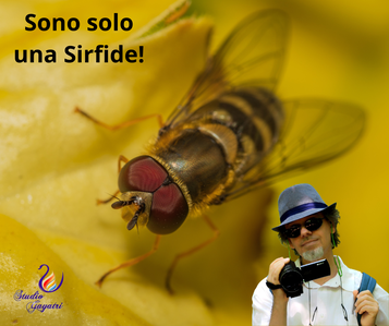 Sono solo una Sirfide!