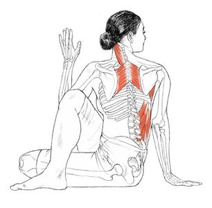 ardhomatsyendrasana back 1